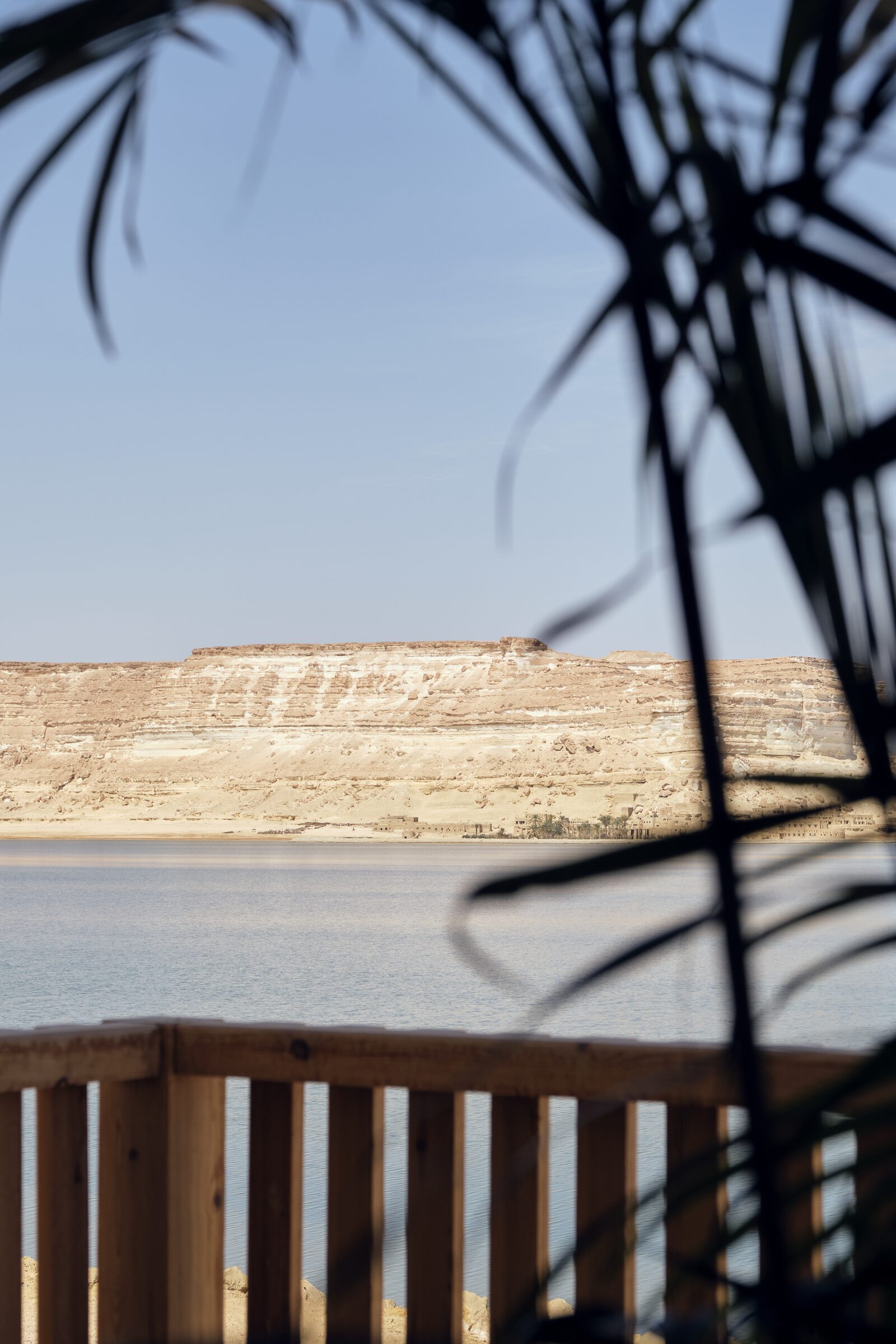 Mountain framed by palms