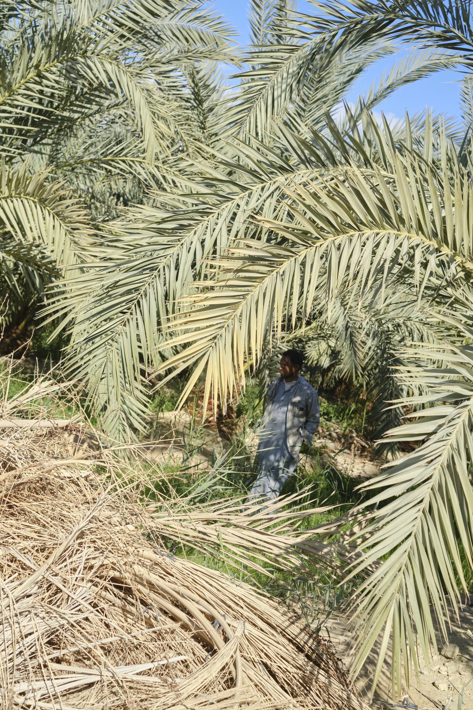 A Siwan farmer under date palms